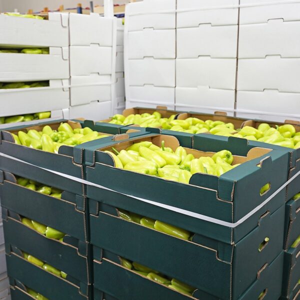 Batch of cardboard crates with green bell peppers, on a pallet, strapped with white strapping band in a cold storage room – food-grade strapping.