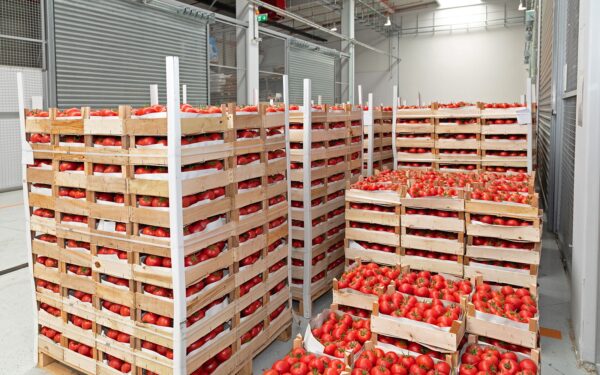 tomatoes in a warehouse